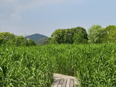 -长田漾湿地公园