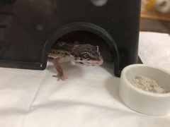 -酷以爬仙阁实体爬宠店·守宫·蜥蜴·专业繁育