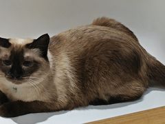 -藏猫猫咖啡主题馆(中央大道店)