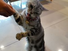-平行世界·猫咖(首经贸店)