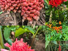 -中国科学院西双版纳热带植物园