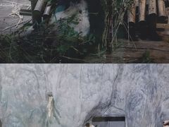 -深圳野生动物园