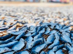 -尼甘布海鲜市场