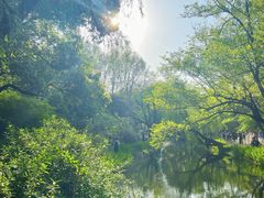 -上海共青森林公园