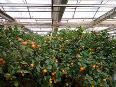 -兰陵国家农业公园