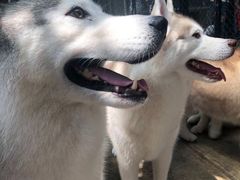 -TrueLove @ Neverland (Husky Cafe)