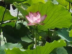 -荔湾湖公园