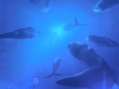 -海合安武汉极地海洋公园