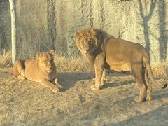 -北京野生动物园