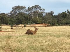 -威勒比开放式动物园