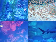 -海合安成都极地海洋公园