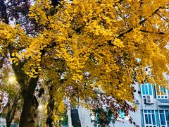 -四川大学(望江校区)