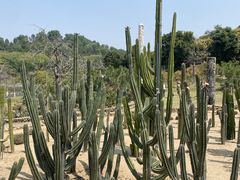 -东莞植物园