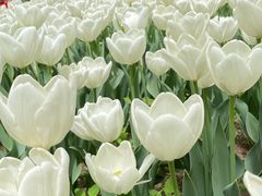 -洛阳郁金香牡丹园