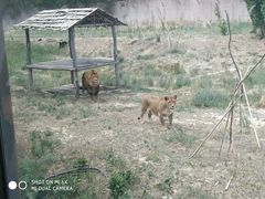 -新疆天山野生动物园