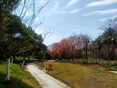 -大宁郁金香公园-停车场