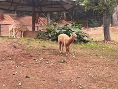 -深圳野生动物园