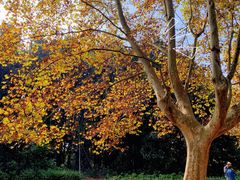 -上海共青森林公园