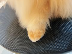 -momokira米努特·德文卷毛猫·棉花面纱犬