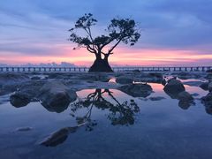 -宝安西湾红树林湿地公园