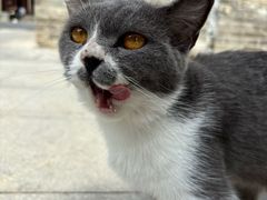 -西安大兴善寺