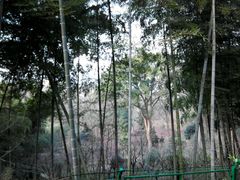 -上海佘山国家森林公园西佘山园