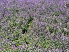 -紫颐香薰山谷景区