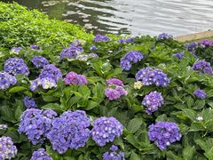 -荔湾湖公园