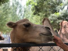 -长白岛森林公园