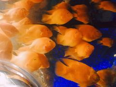 -芜湖新华联大白鲸海洋公园