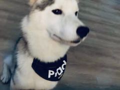 -Husky Go! 哈士奇体验馆·宠物咖啡厅狗咖