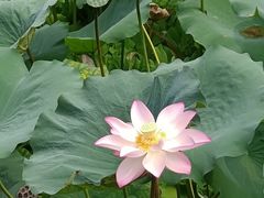 -荔湾湖公园