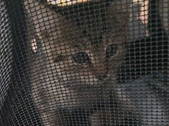 -艾贝尔宠物医院·24H转诊中心·肿瘤猫专科(江宁双龙店)