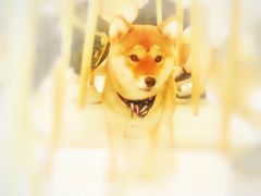 -柴务处·柴犬主题狗咖