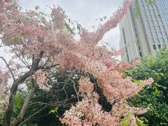 -深圳国际园林花卉博览园