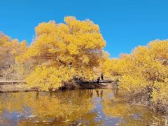 -金塔沙漠胡杨林景区