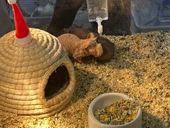 -酷以爬仙阁实体爬宠店·守宫·蜥蜴·专业繁育