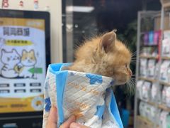 -美联众合爱康动物医院•复杂内科•肿瘤科•牙科•腔镜诊疗中心