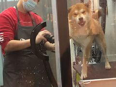 -PETKIT小佩宠物·低压洗护(国顺东路店)