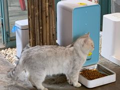 -喵屿·大理花园猫咖