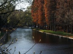 -上海共青森林公园