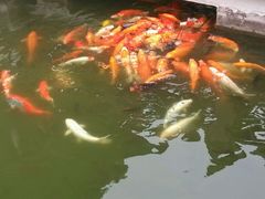 android_upload_pic-东莞市可园博物馆