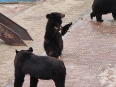 -西霞口神雕山野生动物世界