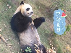 -泉州海丝野生动物世界