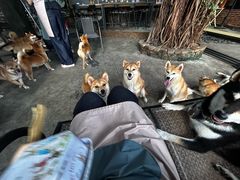 -柴犬高等学院·狗咖·柴犬售卖·宠物训练