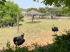 -沈阳森林动物园