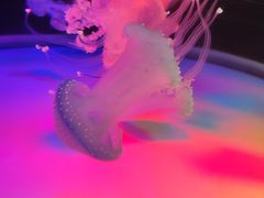 -左海海底世界