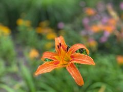 -西湖风景区-江洋畈生态公园