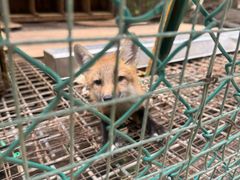 -宫城藏王狐狸村