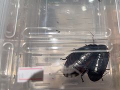 -上海昆虫博物馆